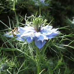 Love in a mist